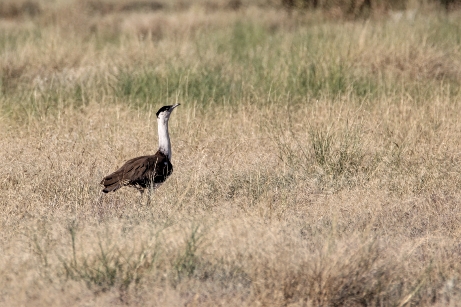 Great Indian Bustard